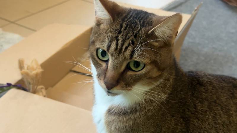 CZTERY ŁAPY ZE SKAŁOWA ODC. 19