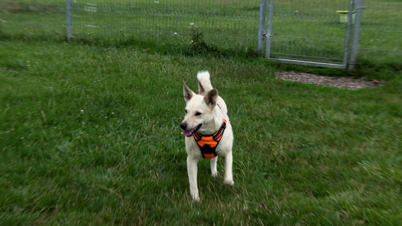 CZTERY ŁAPY ZE SKAŁOWA ODC. 11