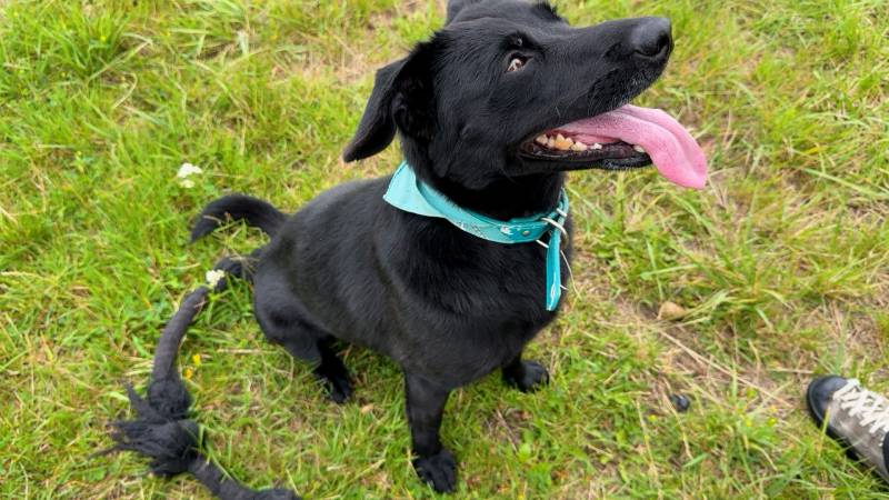 CZTERY ŁAPY ZE SKAŁOWA ODC. 18