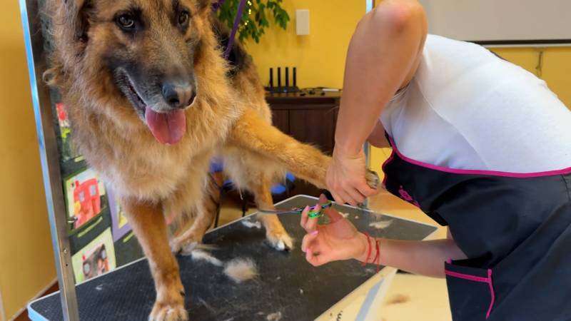 Cztery Łapy ze Skałowa odc. 22