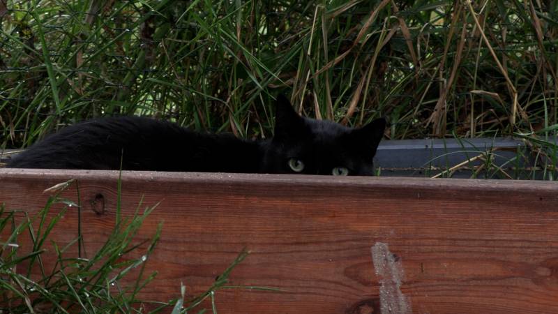 CZTERY ŁAPY ZE SKAŁOWA ODC. 10