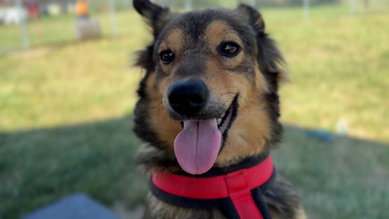 CZTERY ŁAPY ZE SKAŁOWA ODC. 13