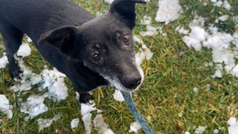 CZTERY ŁAPY ZE SKAŁOWA ODC. 20