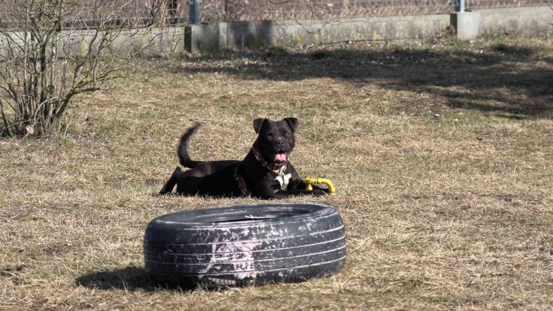 CZTERY ŁAPY Z SKAŁOWA odc. 25