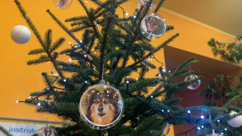 Cztery Łapy ze Skałowa odc. 21